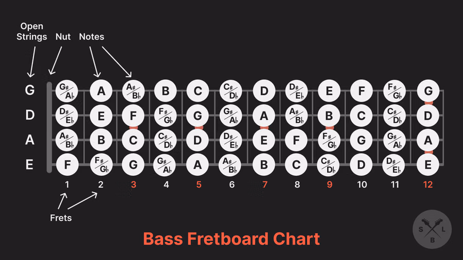 Bass guitar fretboard chart showing note positions across four strings